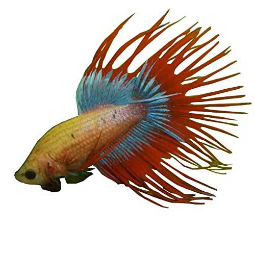 Live Tropical Fish