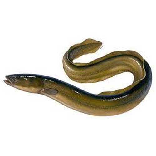 Live Eel Fish