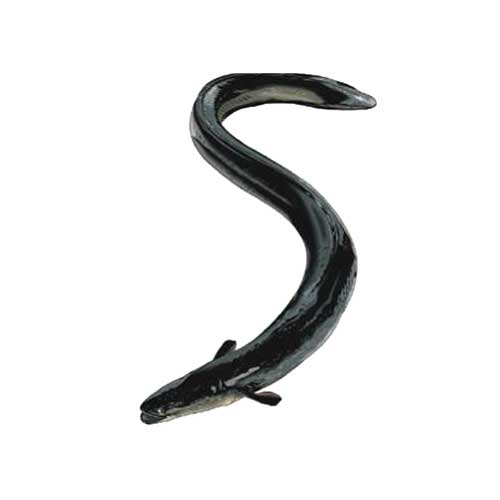 Live Eel Fish