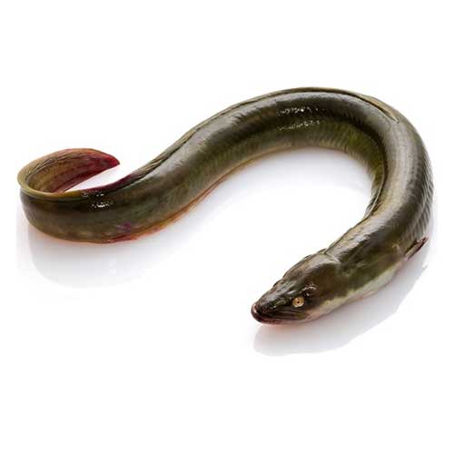 Live Eel Fish