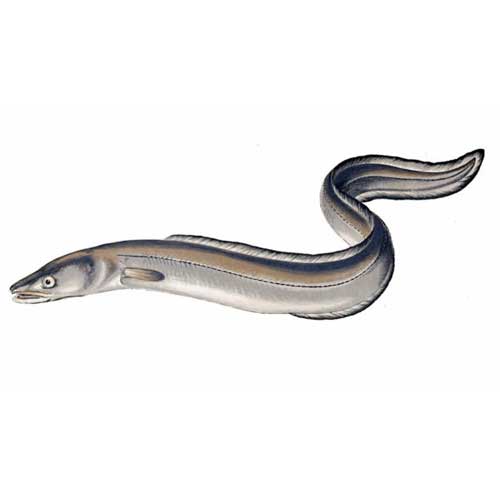Live Eel Fish