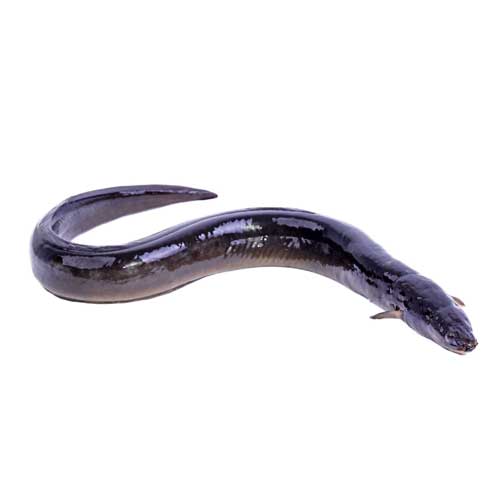 Live Eel Fish