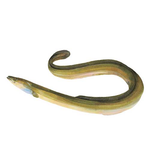 Live Eel Fish