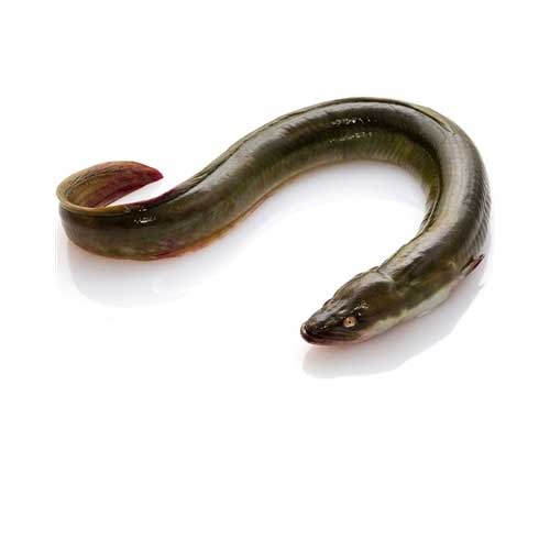 Live Eel Fish