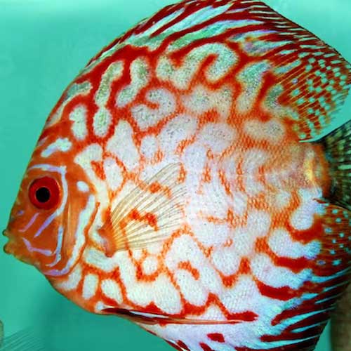 Tropical Ornamental Fish