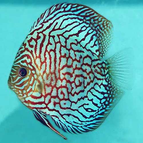 Tropical Ornamental Fish