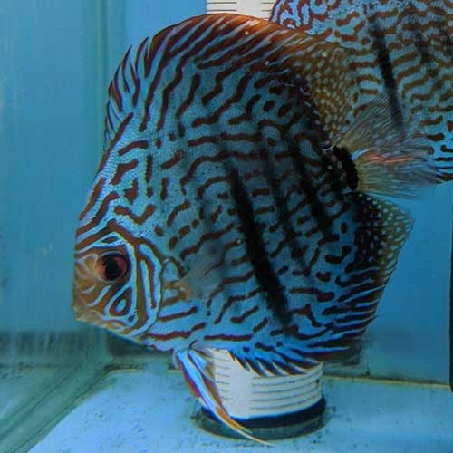 Tropical Ornamental Fish