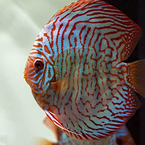Tropical Ornamental Fish