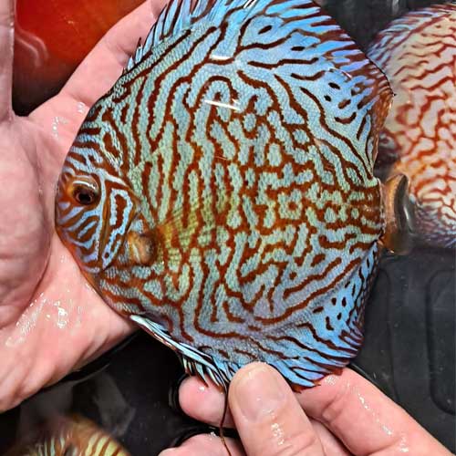 Tropical Ornamental Fish