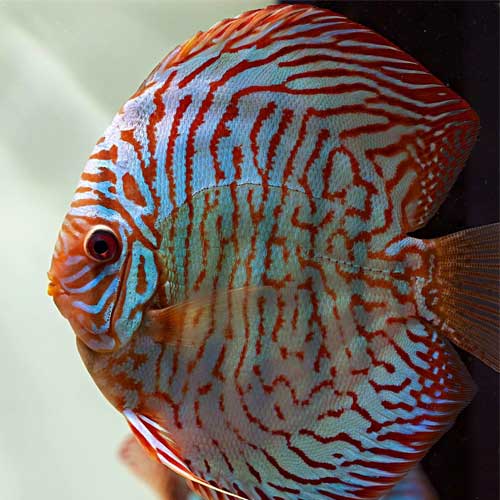 Tropical Ornamental Fish