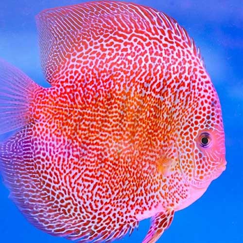 Tropical Ornamental Fish