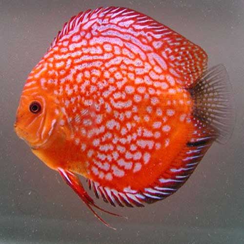 Tropical Ornamental Fish