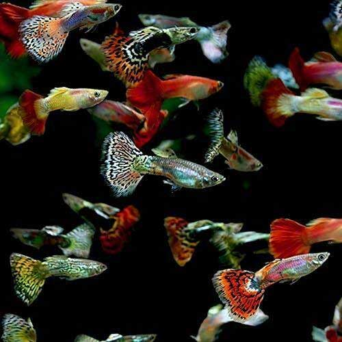 Freshwater Tropical Fish