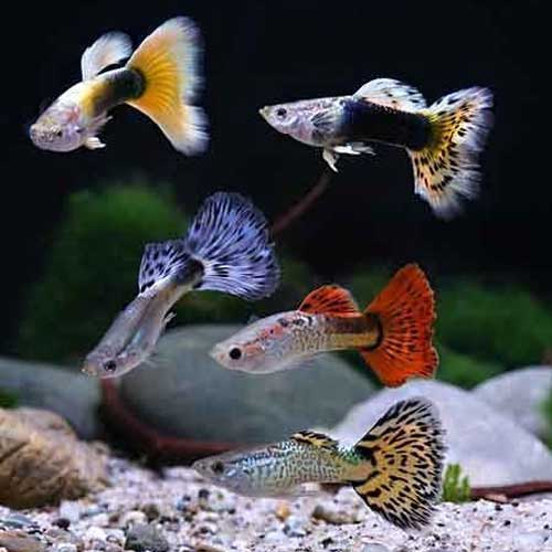 Freshwater Tropical Fish