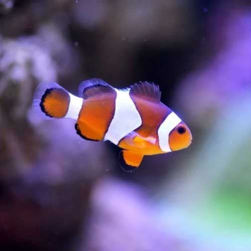 Freshwater Tropical Fish