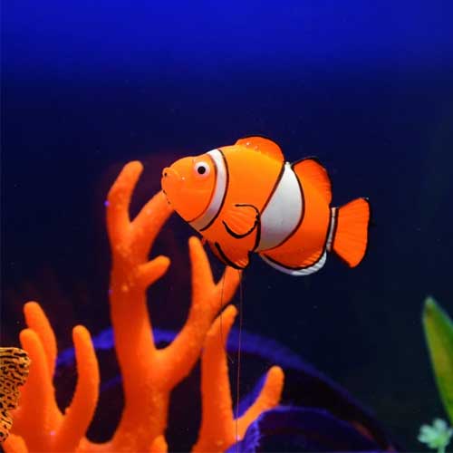 Freshwater Tropical Fish