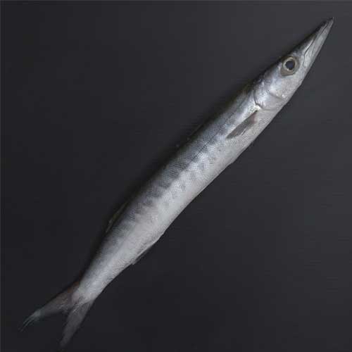 Barracuda Fish