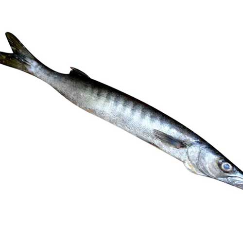 Barracuda Fish