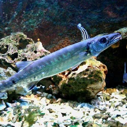 Barracuda Fish