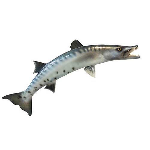 Barracuda Fish