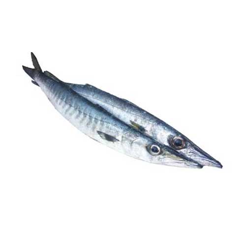 Barracuda Fish