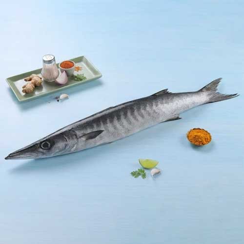 Barracuda Fish