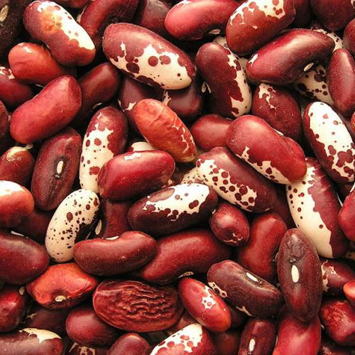 Phaseolus Beans