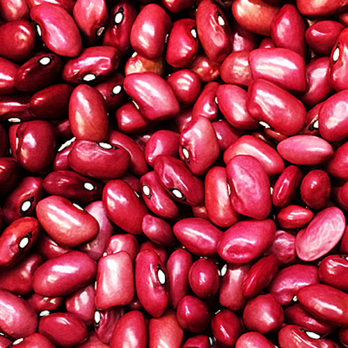 Phaseolus Beans