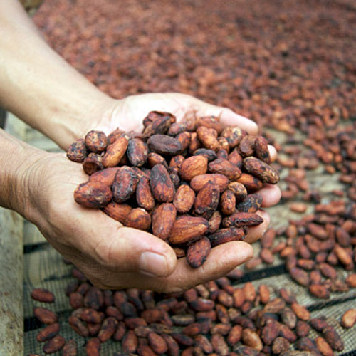Fermented Cocoa Beans