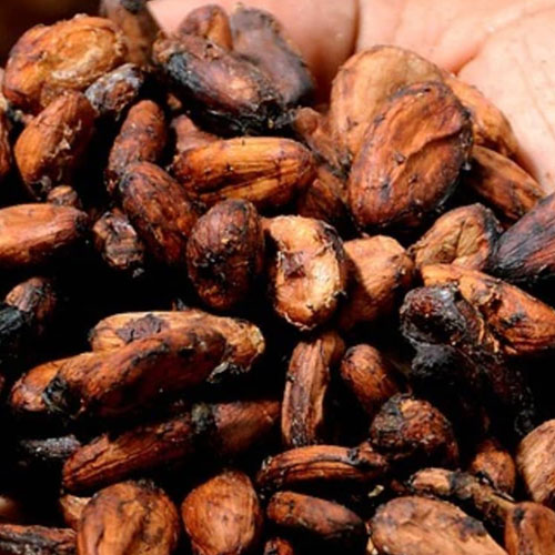 Fermented Cocoa Beans