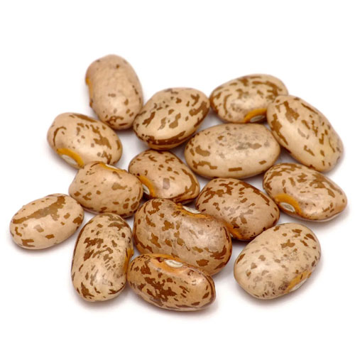 Psophocarpus Beans