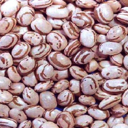 Psophocarpus Beans
