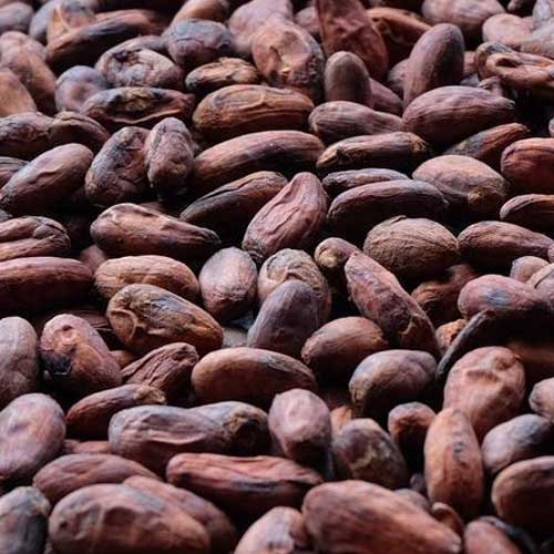 Trinitario Cocoa Beans