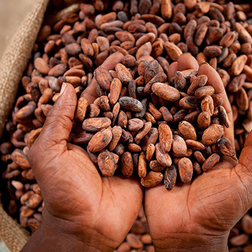 Organic Cocoa Beans
