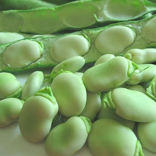 Vicia Beans