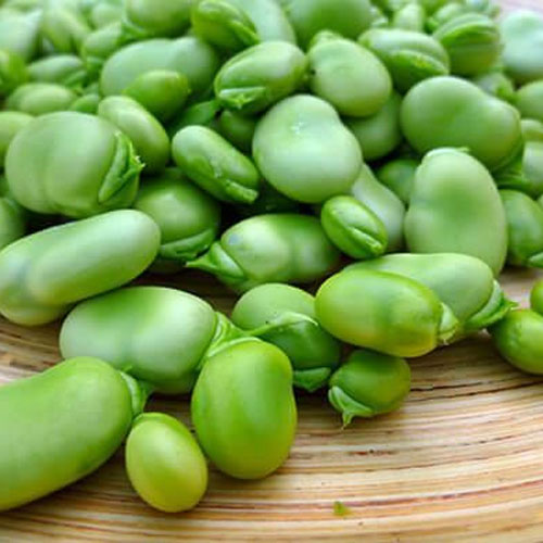 Vicia Beans