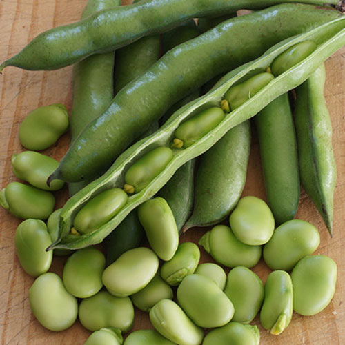 Vicia Beans