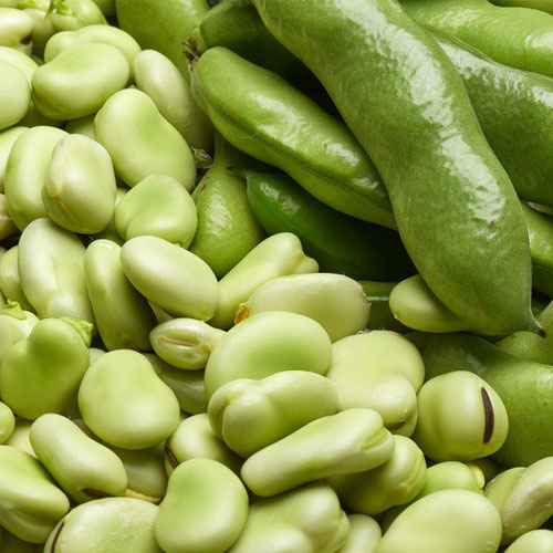 Vicia Beans