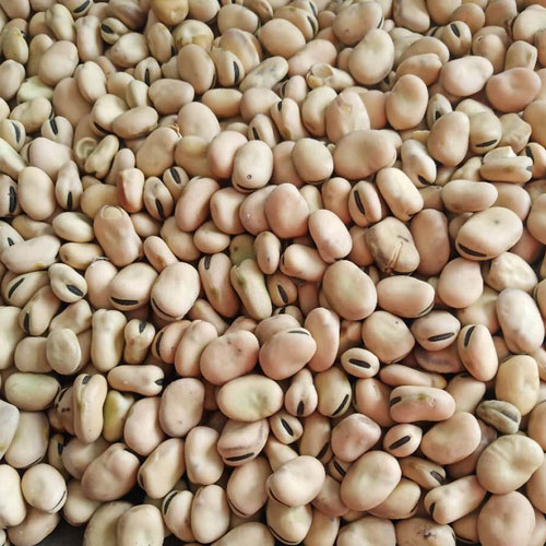 Vicia Beans