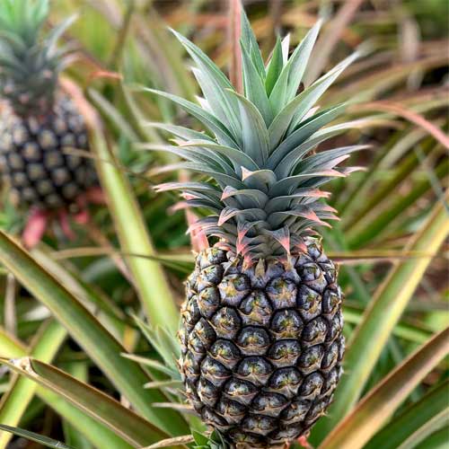 Pineapple