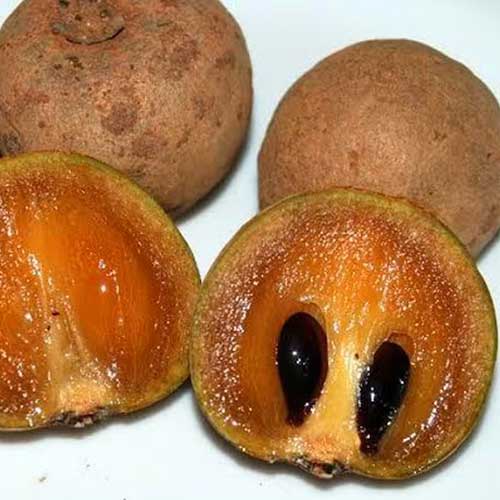 Chikoo Fruit