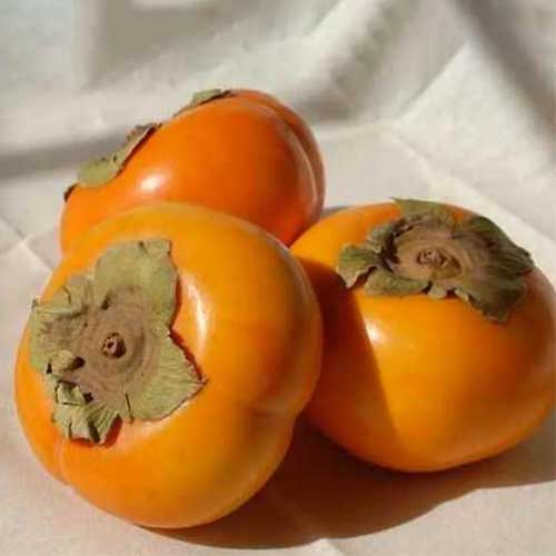 Persimmon