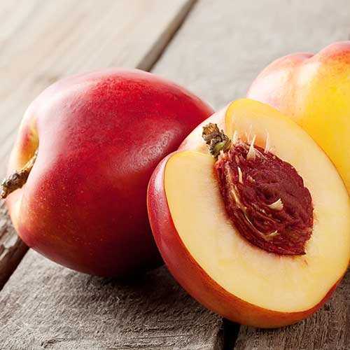 Nectarine