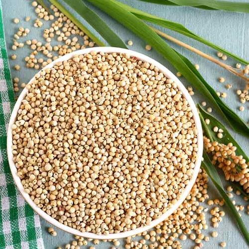 Sorghum