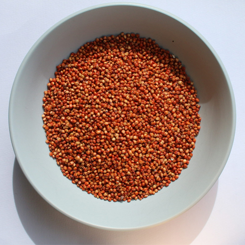 Sorghum