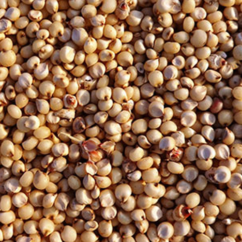 Sorghum