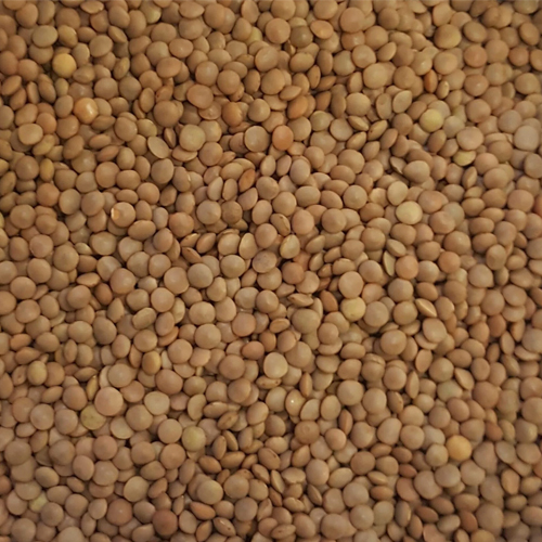 Lentils