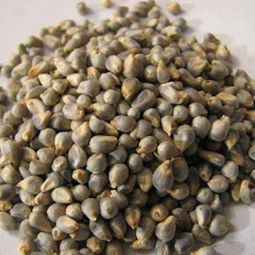 Pearl Millets