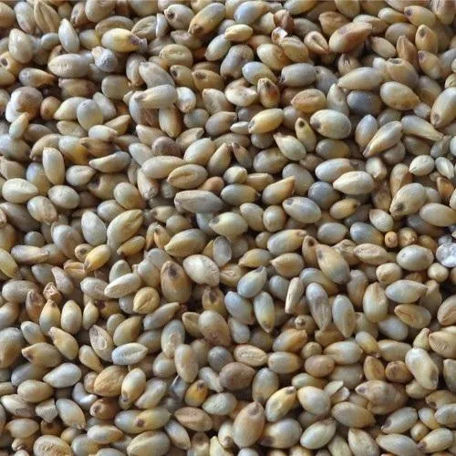 Pearl Millets