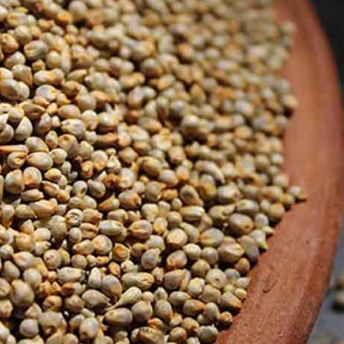 Pearl Millets